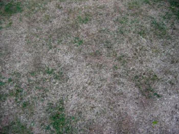 Brown Patches in Lawns